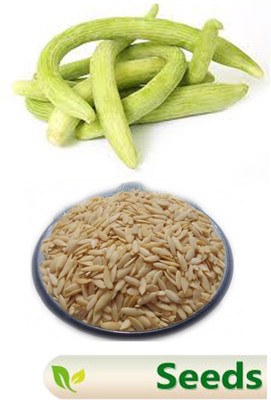 VibeX XLL-69 - Disease Resistant Kakdi / Long Melon - (1350 Seeds) Seed(1350 per packet)