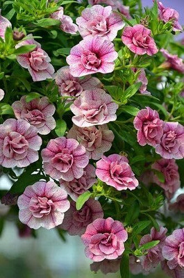 Lorvox Mixed Petunia Climbing Flower Seed(135 per packet)