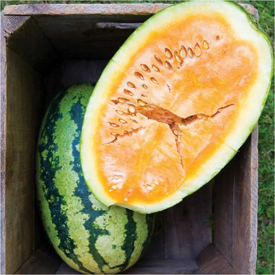 CYBEXIS GUA-49 - Orangeglo Watermelon (Citrullus lanatus) - (150 Seeds) Seed(150 per packet)