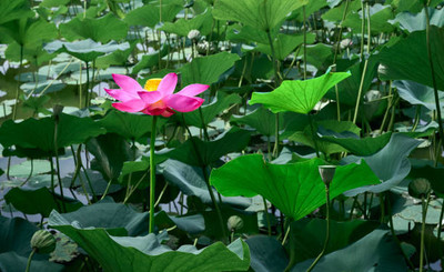 Apni Maati lotus,kamal gatta Seed(11 per packet)