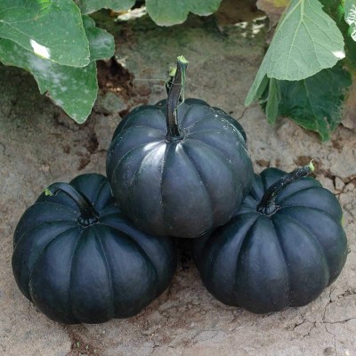 VibeX ® LXI-545 Stunning Black Kat Pumpkins Seed(50 per packet)