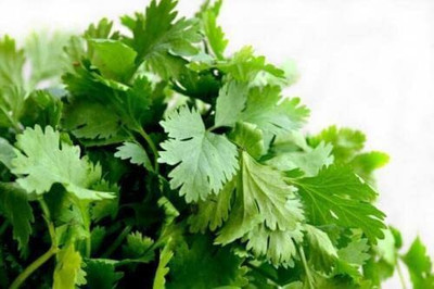 CYBEXIS KGF -3 - Longstanding Cilantro - (2250 Seeds) Seed(2250 per packet)