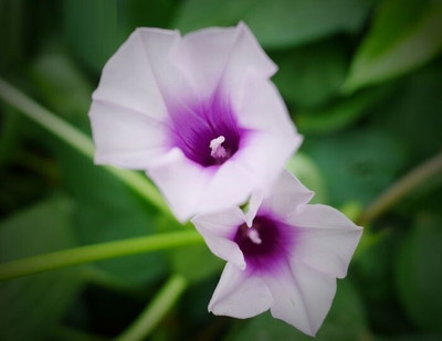 Quentova IPOMEA FLOWER-VISHVA-3B Seed(100 per packet)