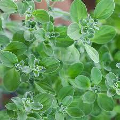 XOLDA Organic marjoram herb Seed(33 per packet)