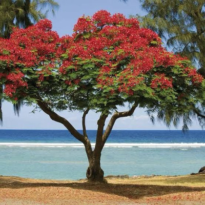 Garden Basket Hubb Gulmohar Seeds/Ornamental tree seed/Avenue Tree seed/Delonix regia seed Seed(419 per packet)