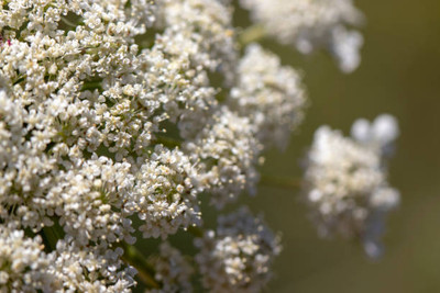MAA gypsophila flower Seed(25 per packet)