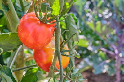 PRATEEBHA TRADERS tomato Seed(135 per packet)
