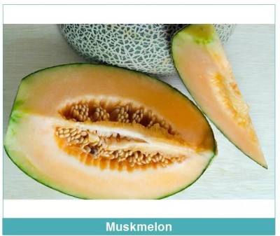 Quentova Organic Muskmelon sweet honeydew-KTL-11M Seed(200 per packet)