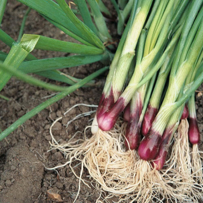 KNESSiN Pernnial Spring Onion Seed(200 per packet)