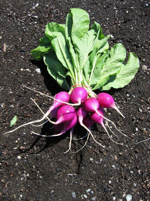 CYBEXIS NBIR-59 - Purple Plum Radish - (2250 Seeds) Seed(2250 per packet)