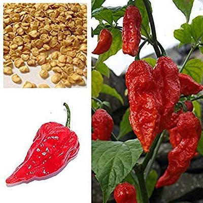DIVINE CHILLI , PEPPER Seed(100 per packet)