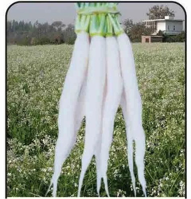 KNESSiN XIV-12 Pusa Reshmi Radish Seed(200 per packet)