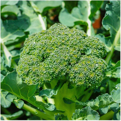WILLVINE MAH -II Sprouting Calabrese Broccoli Seeds [10g] Seed(3000 per packet)