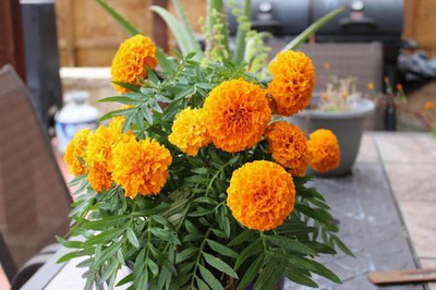 DEYS AGRO ™ marigold seeds,hybrid high germination flower plant Seed(120 per packet)