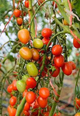ANDARISTORE tomato Seed(120 per packet)