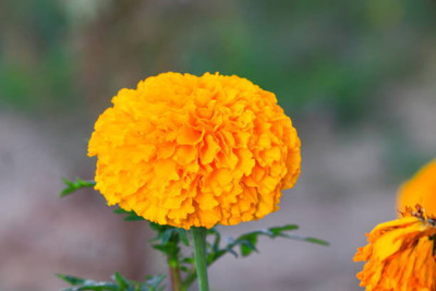NatureForest marigold/gende ka phool flower seeds Seed(75 per packet)