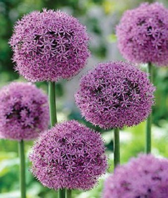 CYBEXIS Allium, Gladiator200 Seeds Seed(200 per packet)