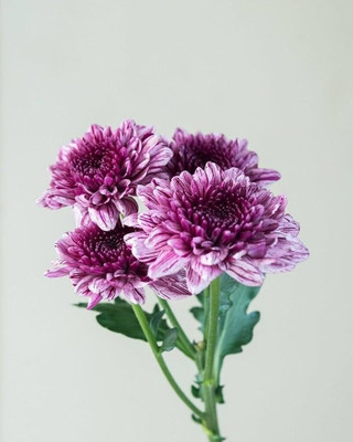 the green dotcom Chrysanthemum seed for garden plant PACK OF 7 Seed(7 per packet)
