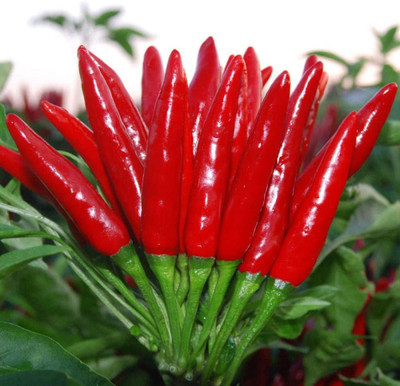 CYBEXIS Hybrid Pepper Seed Korea Spicy Pepper Millet Pepper600 Seeds Seed(600 per packet)
