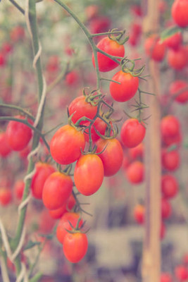 modernseed tomato Seed(125 per packet)