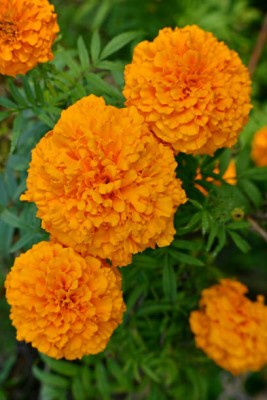 Diatto marigold/gende ka phool flower seeds Seed(25 per packet)