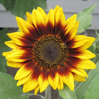 Sunway Sunflower Seeds - Ring of Fire
 Surajmukhi Seed(30 per packet)