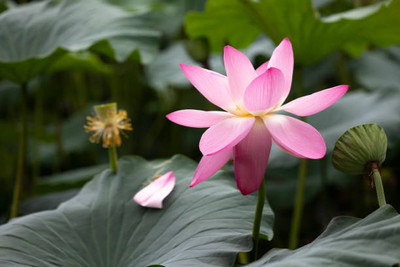 VISHSHUBH lotus,kamal gatta Seed(14 per packet)