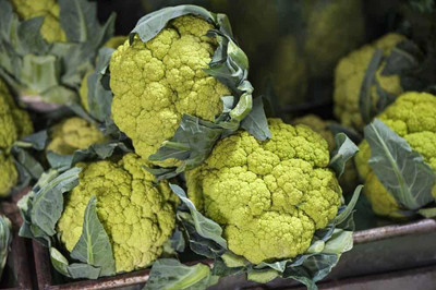 WILLVINE SYN -II Green CAULIFLOWER (GOBI) [25g, 7500 Seeds] Seed(7500 per packet)