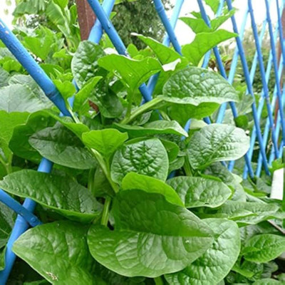 AMAJIT Malabar Spinach Seeds|Pui Saag Seeds|Ceylon Spinach/Basella AlbaSeeds (25) Seed(25 per packet)