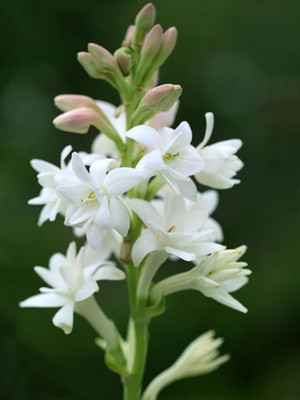 BJUBAS Tuberose plant/Tuberose flower seeds 22 Seed(22 per packet)