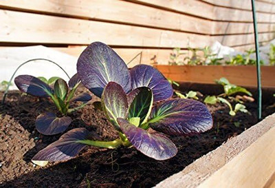 WILLVINE GOI -XI Tsoi-Sim Purple Seeds Pak Choi [1g] Seed(300 per packet)