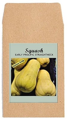 KNESSiN ACT-75 Squash Straightneck Seed(30 per packet)