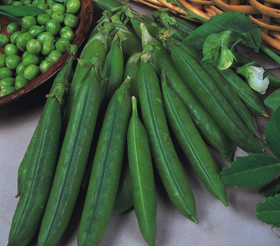CYBEXIS High Germination Seeds of Vegetable Pea Douce Provence1000 Seeds Seed(1000 per packet)