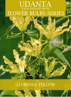 Udanta Gloriosa Lily Yellow Flower Bulbs For Home Gardening - Package 20pcs Seed(20 per packet)