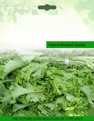 CYBEXIS Mustard Seed(1000 per packet)