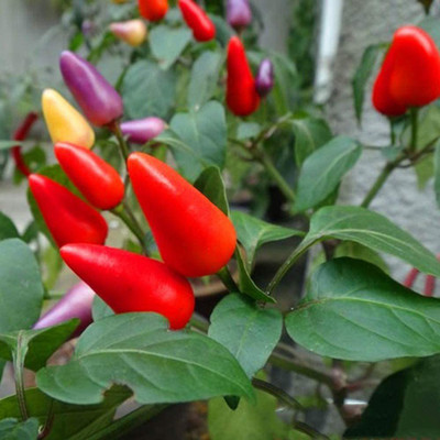 CYBEXIS Vegetable Cooking Spice Chili Seeds2400 Seeds Seed(2400 per packet)
