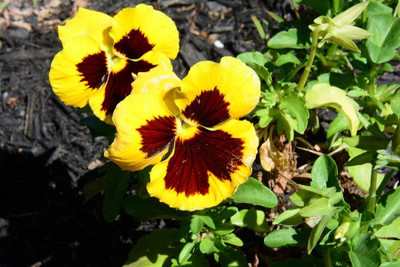 Aywal Pansy Hybrid Mix Seeds Flower Seed(80 per packet)