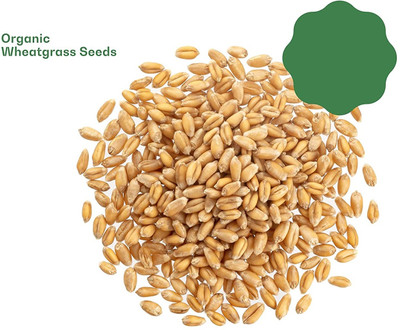 Qualtivate ATS-132 Cat Wheatgrass Seeds Seed(2000 per packet)