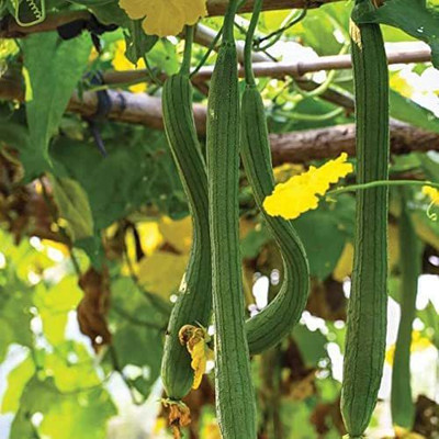 CYBEXIS TLX-41 - Luffa Sponge Gourd Vegetable - (300 Seeds) Seed(300 per packet)