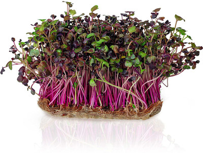 CYBEXIS LX-98 - Rambo Radish Sprouting - (2250 Seeds) Seed(2250 per packet)