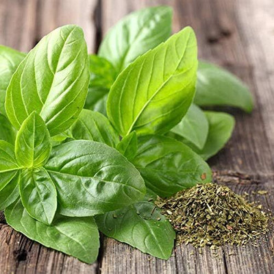 WILLVINE Russian Basil American Lemon, Basil Seeds from Russia-[2000 Seeds] Seed(2000 per packet)