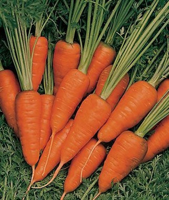 KNESSiN ACT-84 Carrot Short and Sweet Seed(1000 per packet)