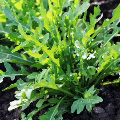 CYBEXIS HUA-48 - Wild Arugula - (2250 Seeds) Seed(2250 per packet)