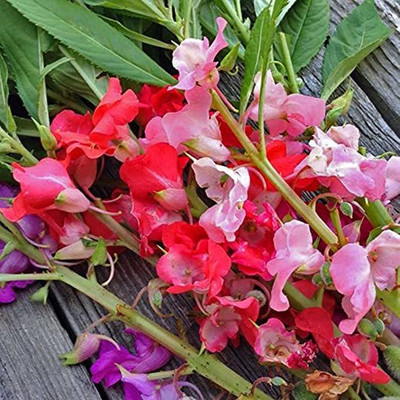 KANAYA Balsam Double Mixed Flower Seed(110 per packet)