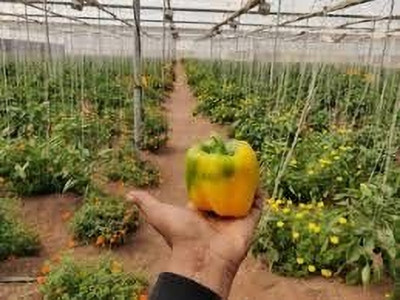 Aywal Yellow Color Shimla mirch Seed(240 per packet)