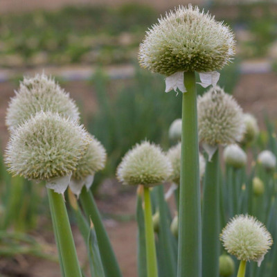 WILLVINE Herb Seeds, Welsh Onion - White-[400 Seeds] Seed(400 per packet)