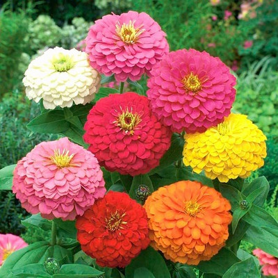 Lorvox Zinnia Lilliput Zinnia Dahlia & Zinnia Pulcino Flowers Seed(10 per packet)