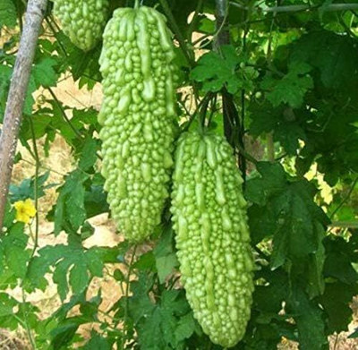 KNESSiN Bitter Gourd Seed(50 per packet)