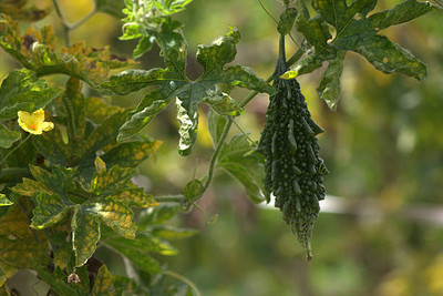 Kodali Hybrid F1 Bitter Gourd Seed Pack Of 18 Seed(18 per packet)