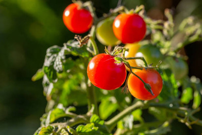 SEATERN tomato Seed(85 per packet)
